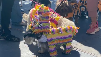 Personas y perros participan en actividades del Perro Fest 2026 en Pachuca.