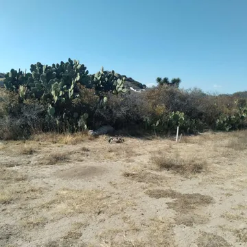 Hallan cadáver de una mujer abandonado en Mineral de la Reforma