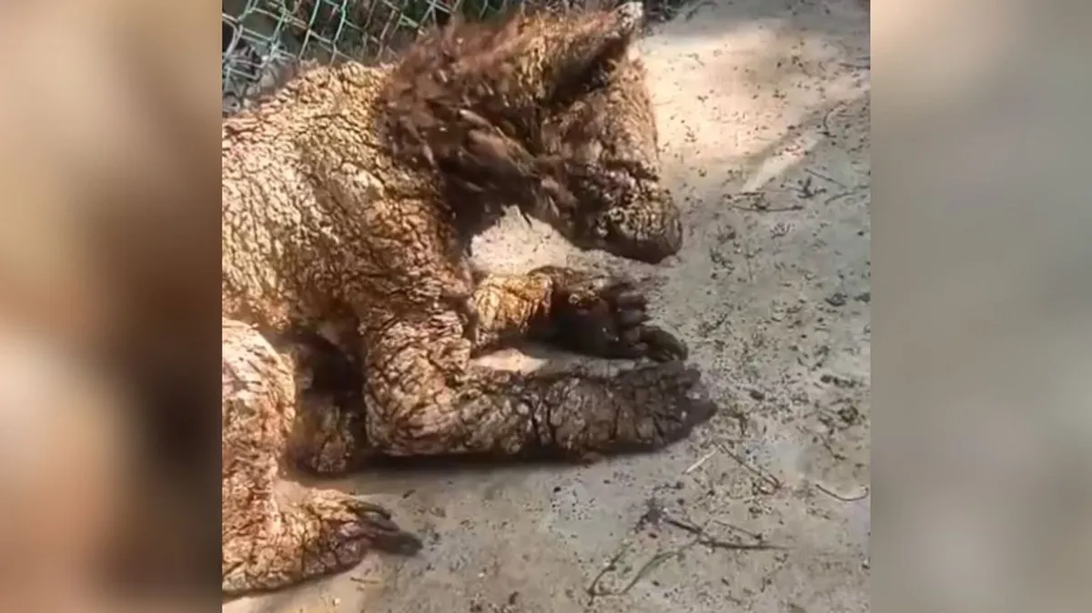 Desde Nuevo León a Hidalgo: Mina llega a su nuevo hogar para recibir atención veterinaria especializada.