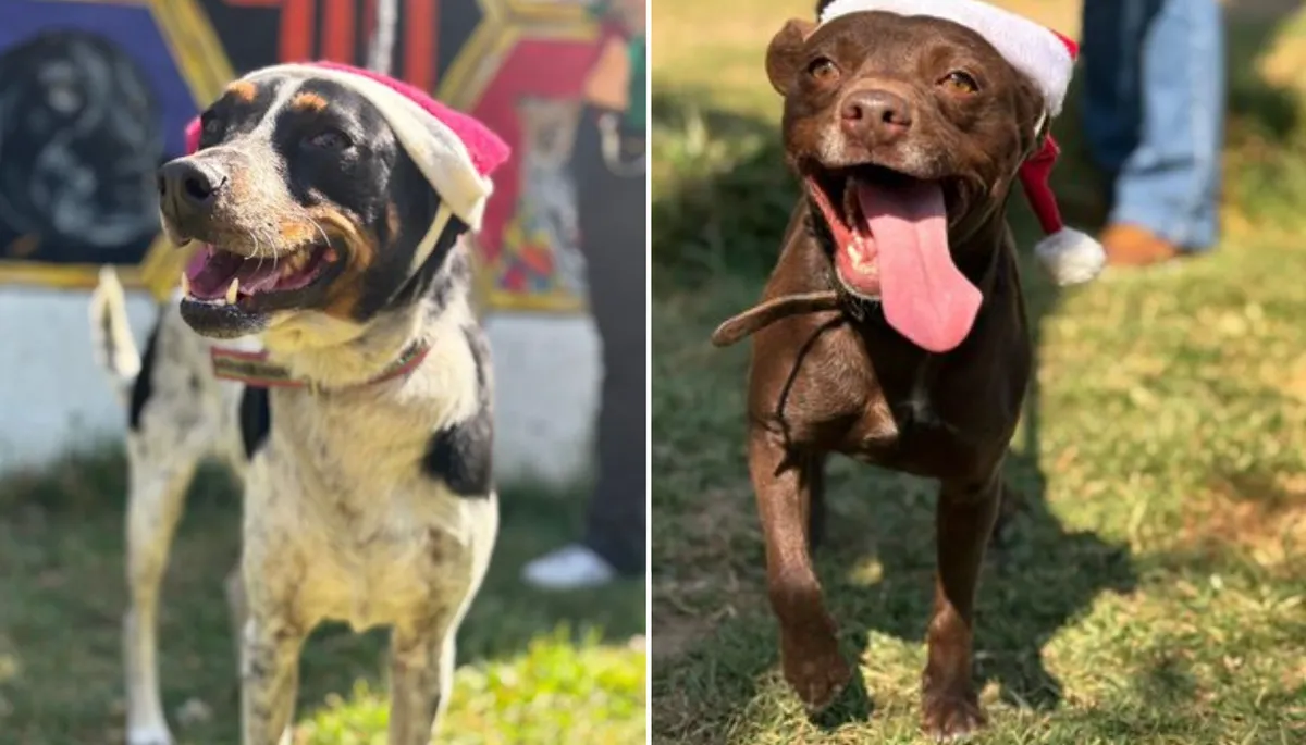 En la CDMX, lomitos rescatados del metro ayudarán a Santa Claus esta Navidad