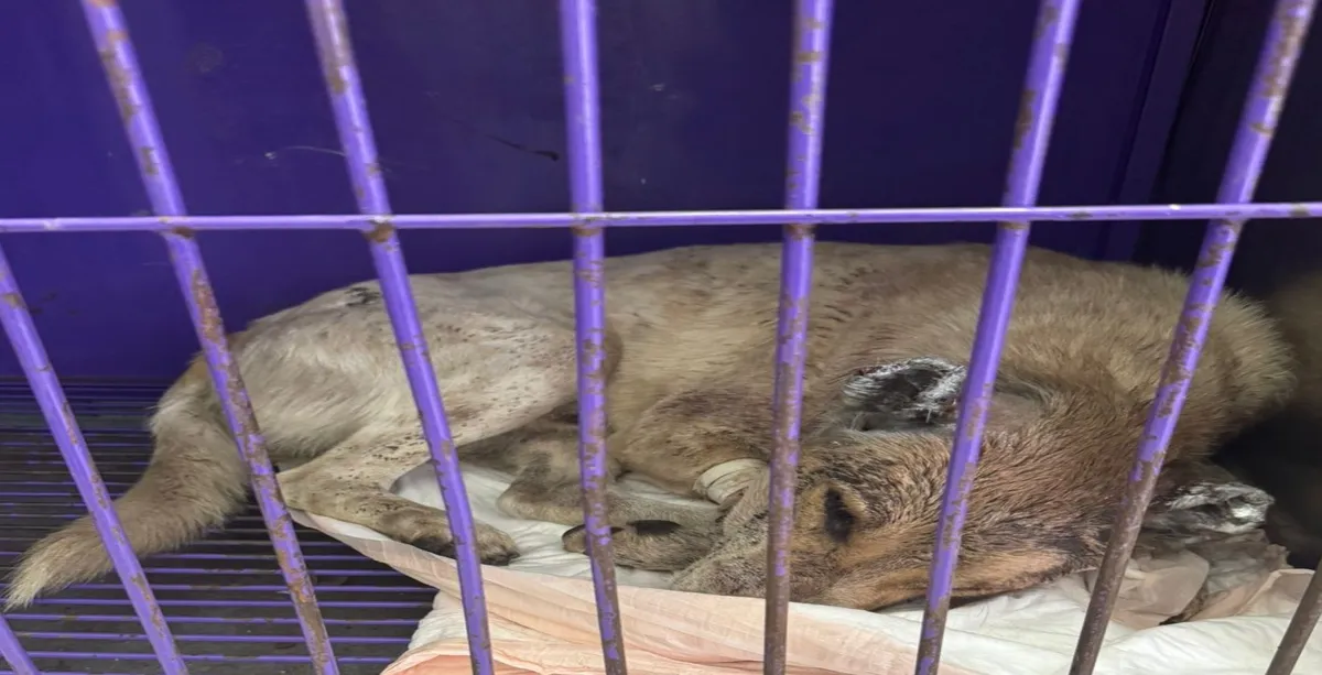 Perrito mutilado en Ixmiquilpan será puesto en adopción mientras continúa investigación para dar con su agresor