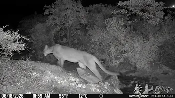Puma pone en alerta a Tepetitlán y destinan 460 mil pesos para protegerlo