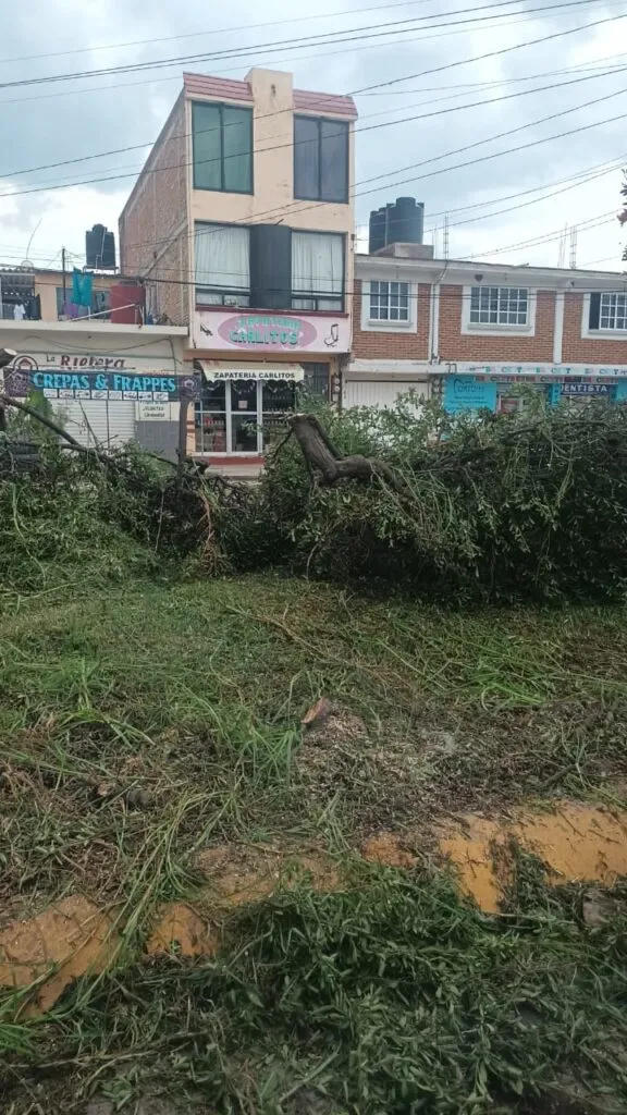 Acusan ecocidio en Cuautepec por derribo de árboles durante pavimentación