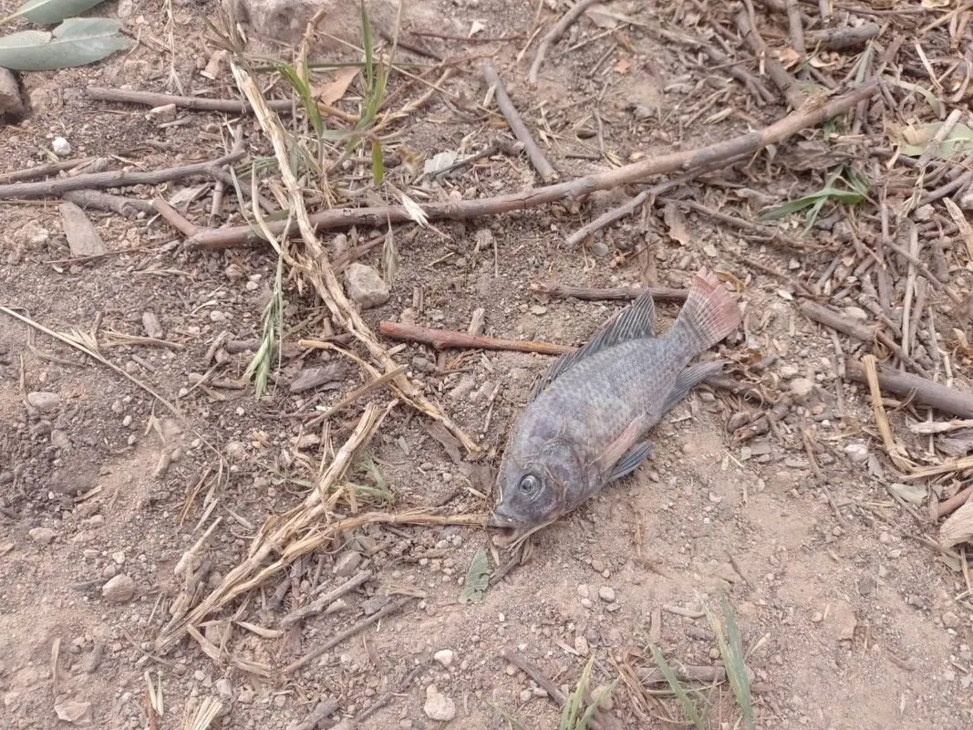 Presa Requena: Pescadores de Tepeji pierden 80% de peces por desfogue
