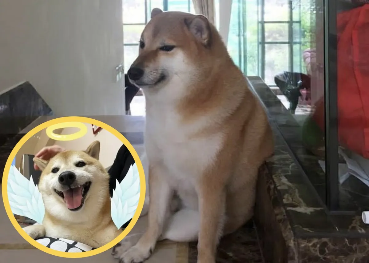 Cheems: Murió el perrito viral de los memes