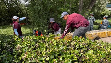 Tepeji analiza nuevas medidas para contener el lirio acuático en el río y evitar riesgos sanitarios