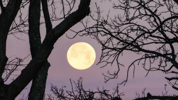 Luna llena de tonos anaranjados cerca del horizonte.