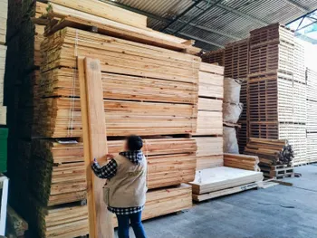 Falta de permisos y registros pone en la mira al sector forestal en Tula