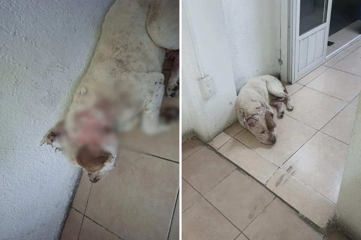 Un lomito fue atendido de emergencia tras ser localizado con lesiones severas. El caso ya está bajo investigación