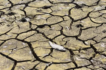 Hidalgo enfrenta la peor sequía de la década: Conagua