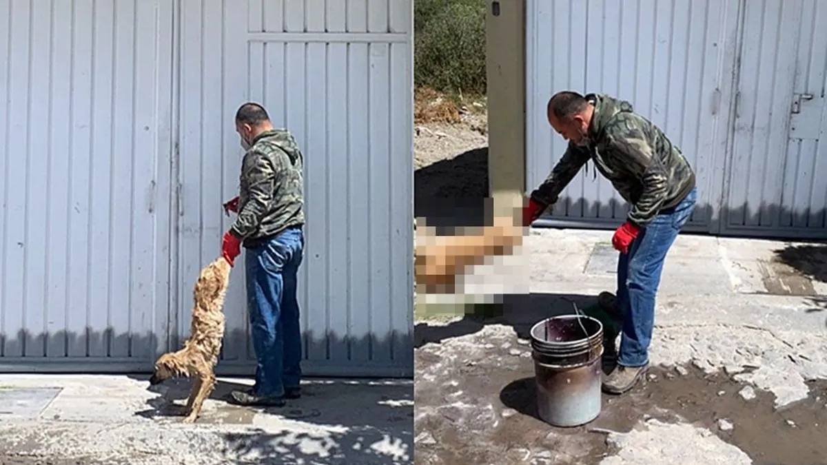 Maltrato animal en Actopan: azotan a perrito y lo meten en balde de agua