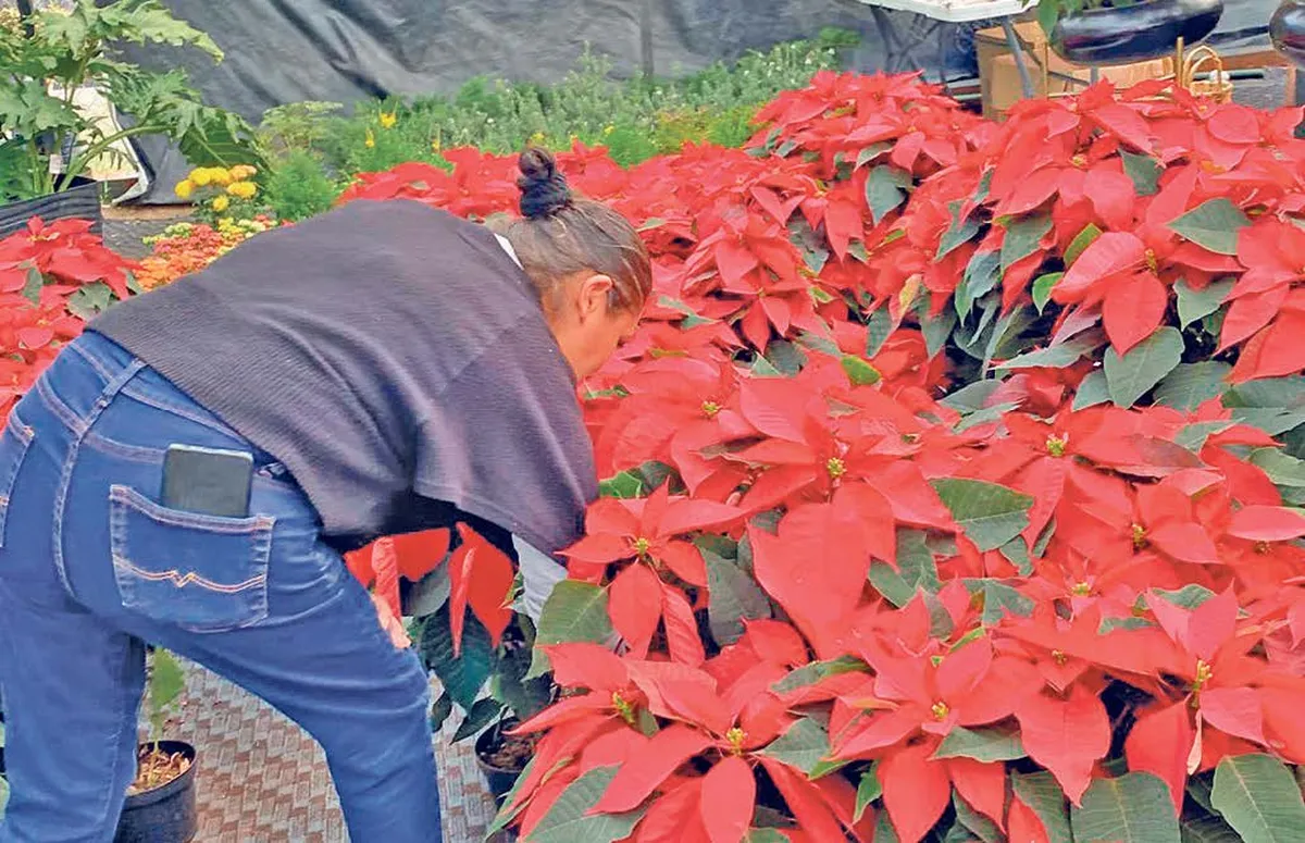 Flores de Noche Buena