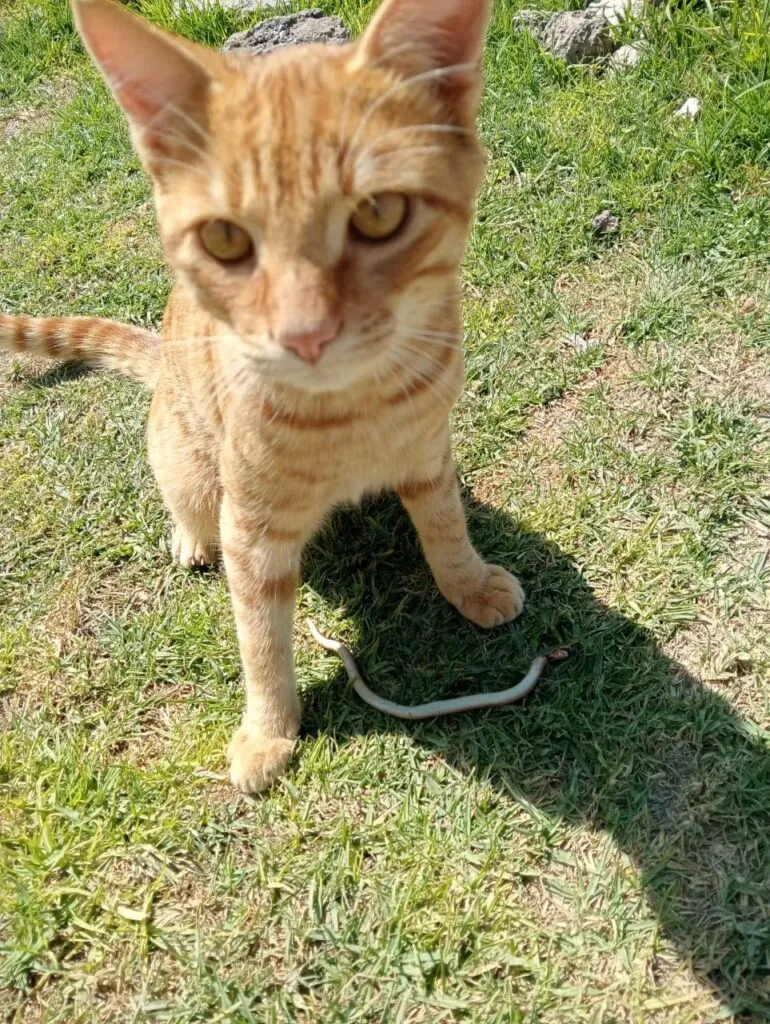 Bolo, el gato que salvó a un niño del ataque de víboras en Tlaxcoapan