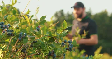 Cultivo de berries mexicanas bajo tecnología agrícola de precisión.