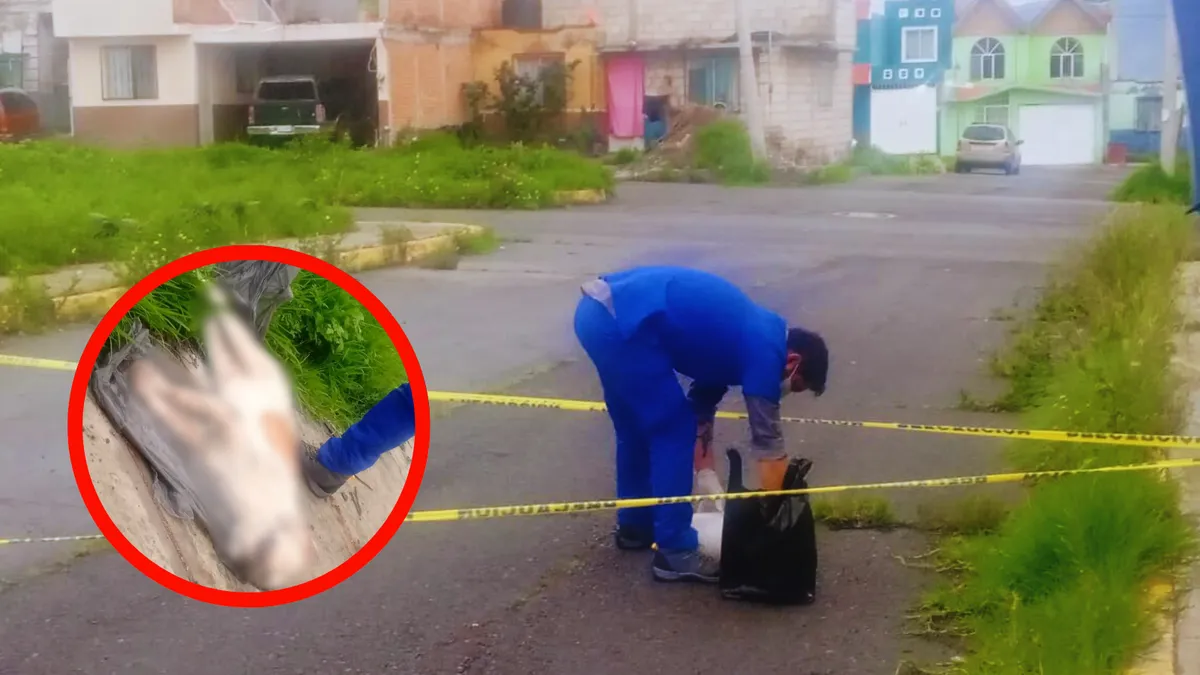 Envenenan perros callejeros en El Huixmi, Pachuca; vecinos exigen justicia y patrullajes