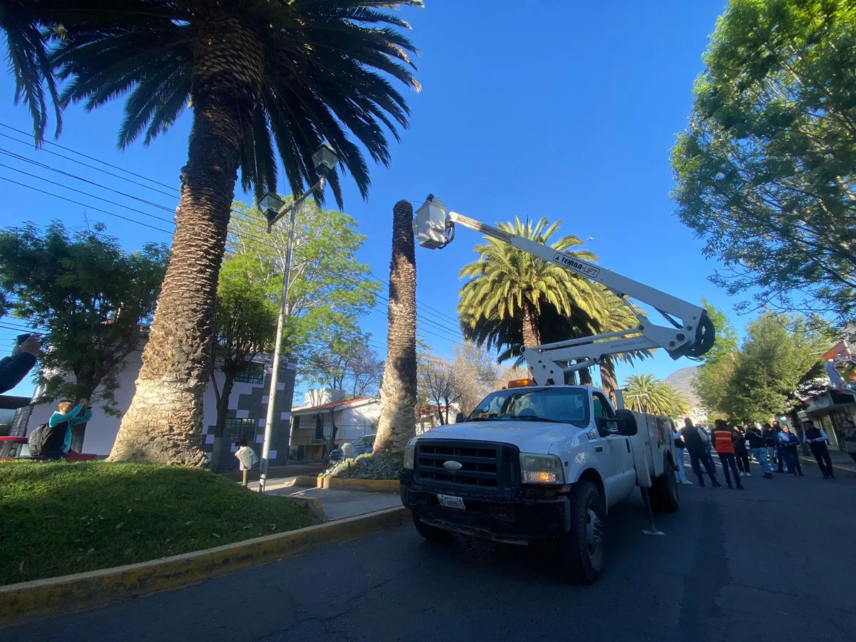 Pachuca: vacunan a palmeras moribundas de avenida Revolución
