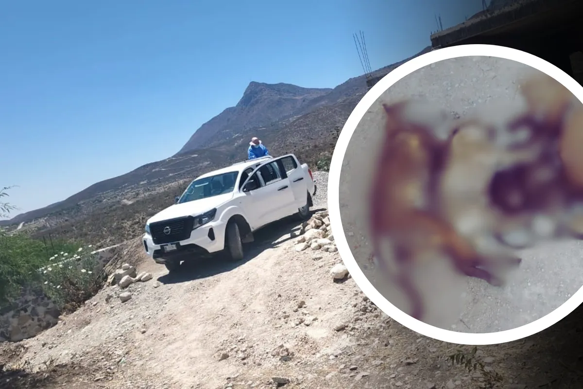 Seis perritos fueron encontrados envenenados en Ixmiquilpan