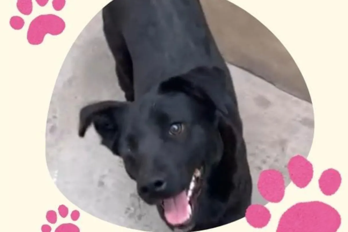 Una adopción responsable puede cambiar su historia y evitar que vuelva a la calle.