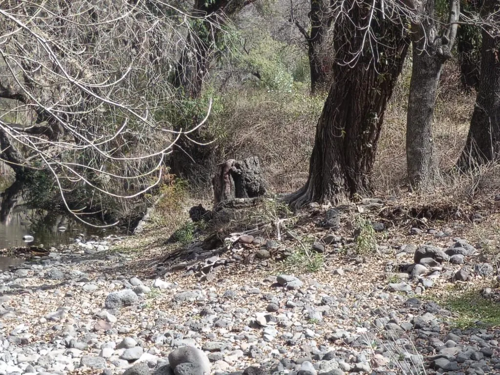 Denuncian tala ilegal en ribera del río Rosas en Tula