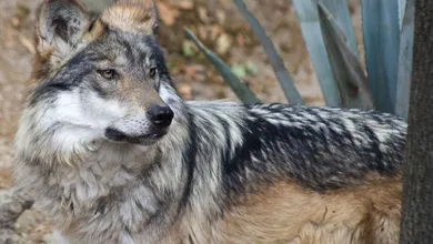 Lobo Mexicano