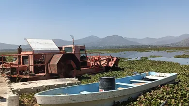 Conagua analiza comprar trituradora para frenar lirio acuático en la presa Endhó