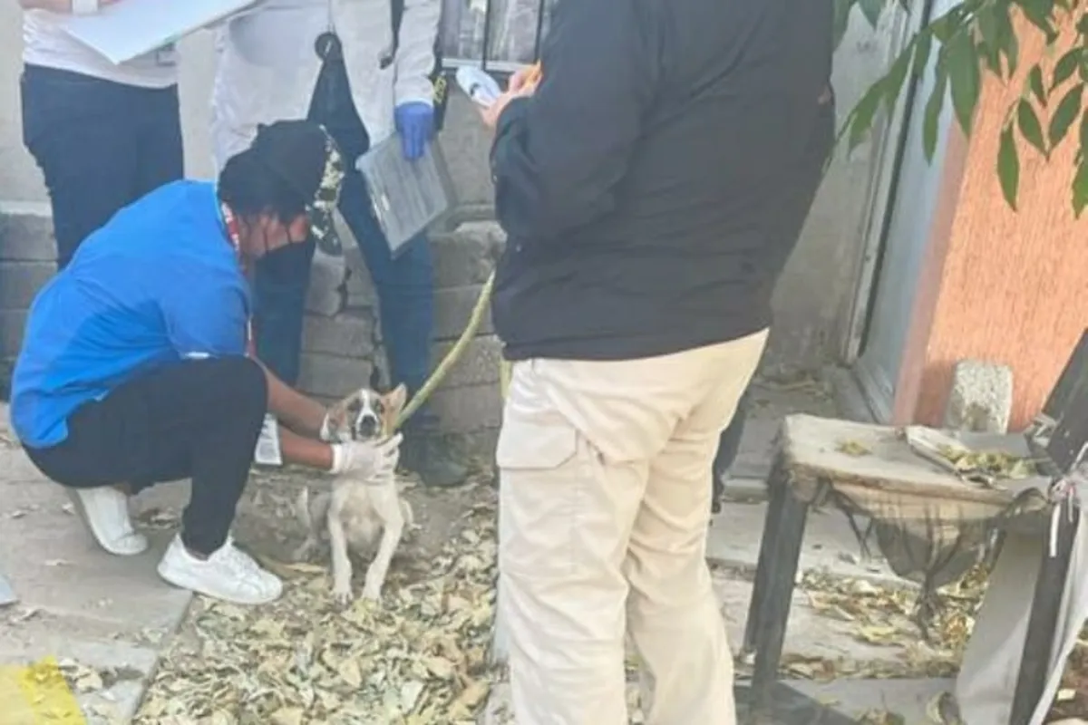 Rescatan a 8 ‘perritos’ en casa abandonada en Tizayuca