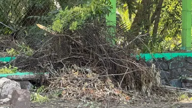 Fuertes vientos sorprendieron en Chapantongo y provocaron caída de árboles en caminos y espacios públicos.