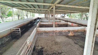 Pachuca abre licitación para renovar el equipo del rastro municipal.