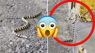 ¿Mascota escapada o fauna local? Hallan reptil en plena zona comercial de Tulancingo; autoridades piden no agredir a la especie y llamar a emergencias. Checa la nota.