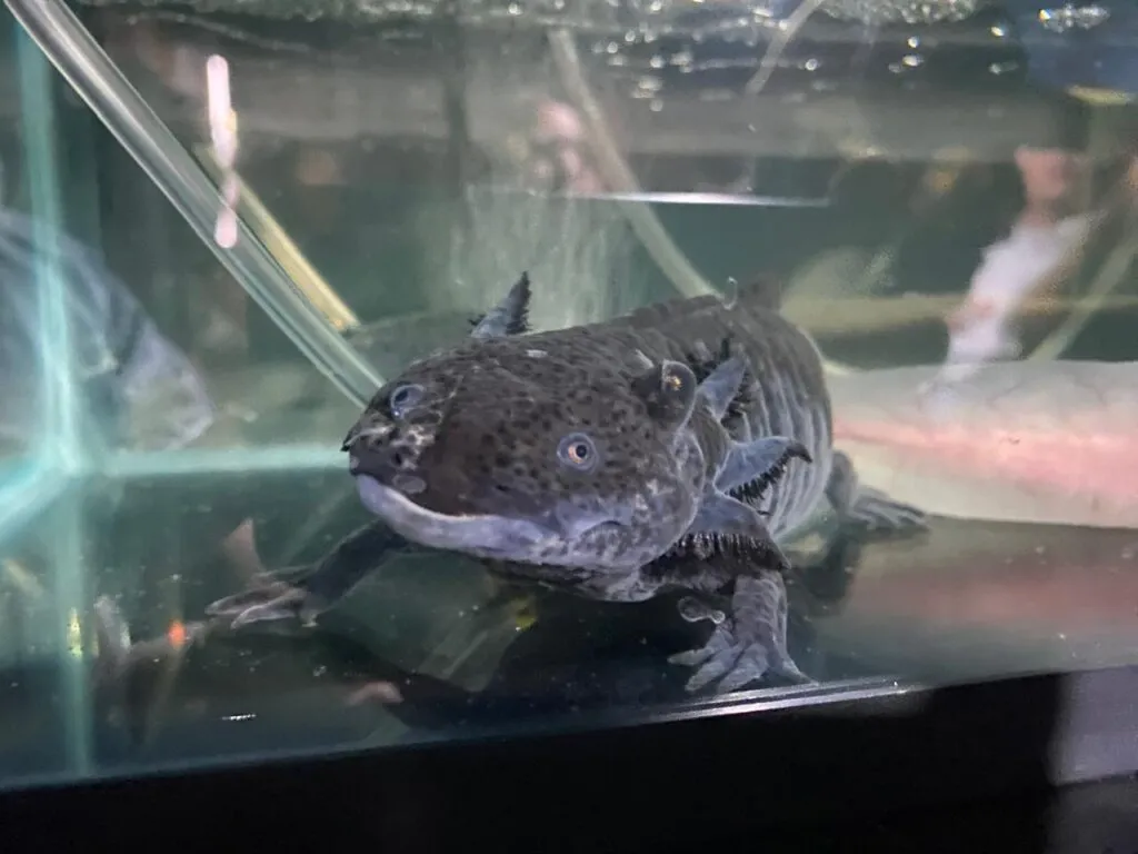 Día Nacional del Ajolote: ciencia, cultura y conservación en un solo símbolo