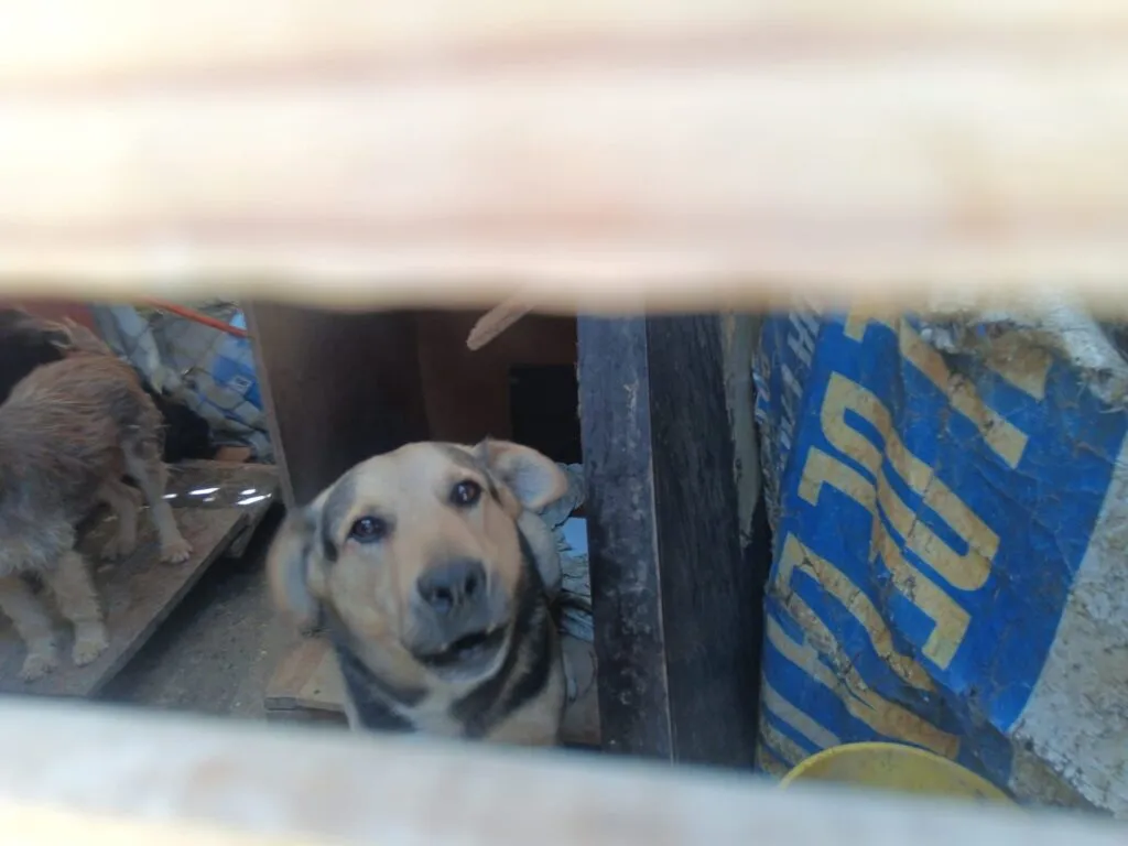 Tras denuncia, revisan condiciones de más de 20 caninos en Mineral de la Reforma