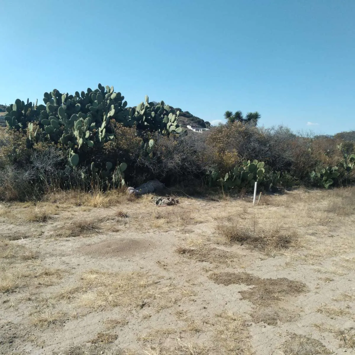 Hallan cadáver de una mujer abandonado en Mineral de la Reforma
