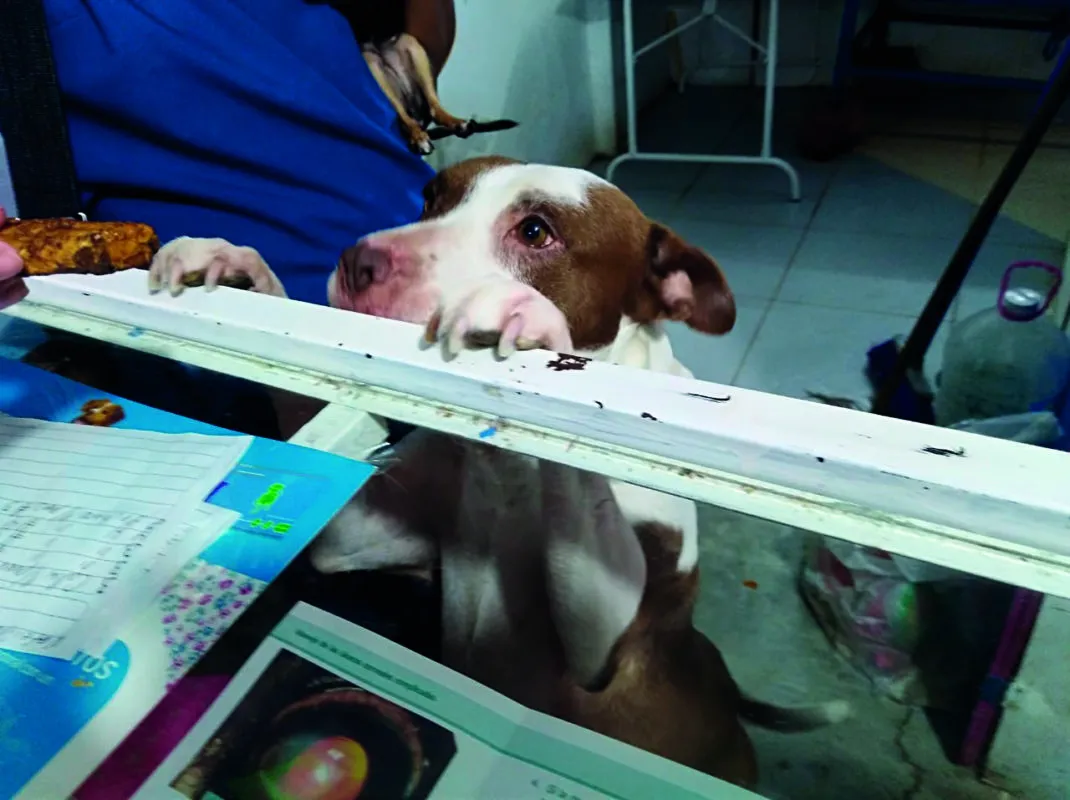 Una vida sin ayudar es una vida vacía: médica veterinaria