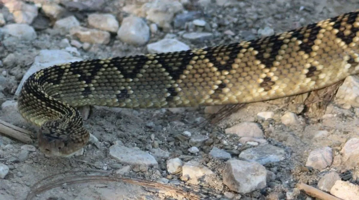 Hallan víbora de cascabel en Parque Nacional Los Mármoles1
