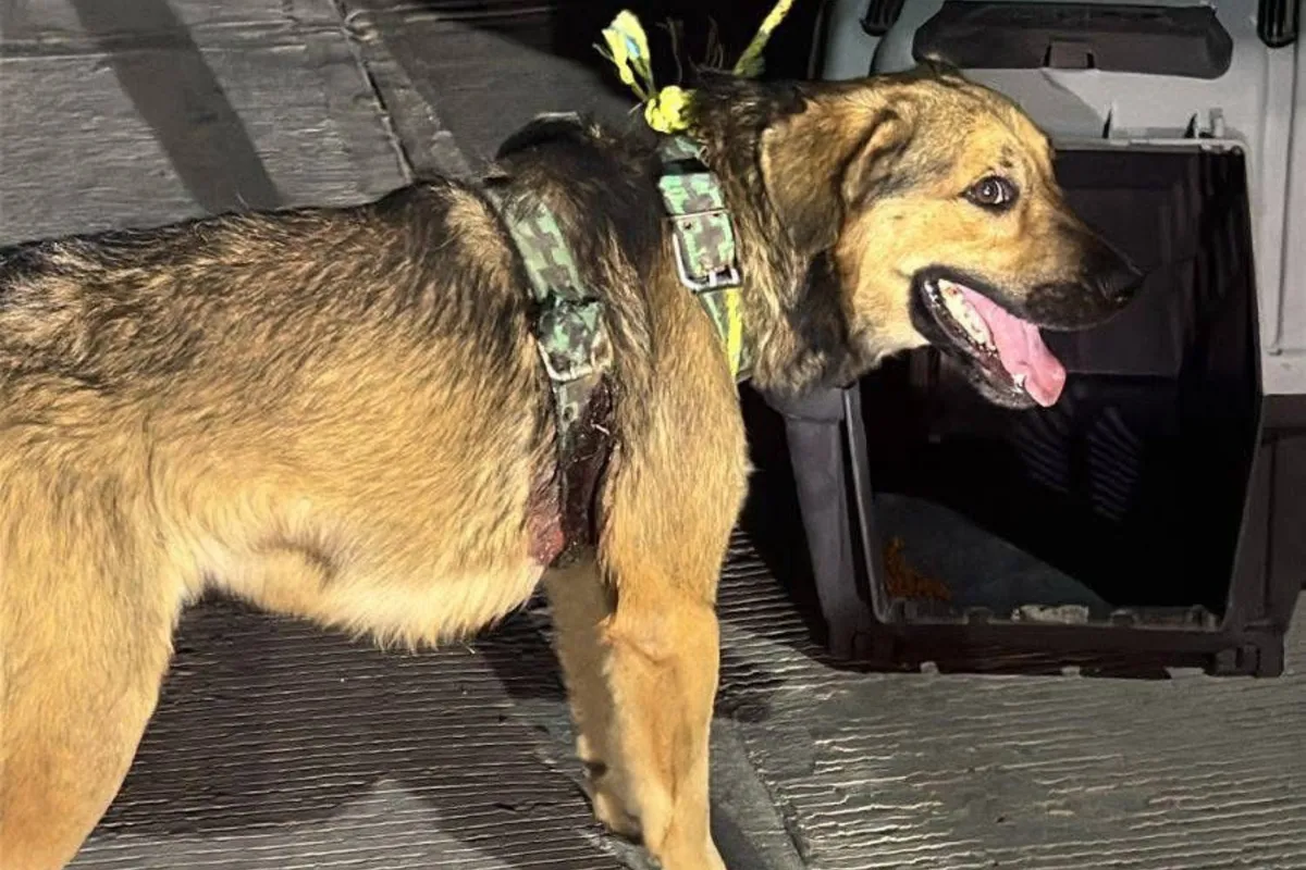Rescatan a perrito con heridas graves en Ixmiquilpan