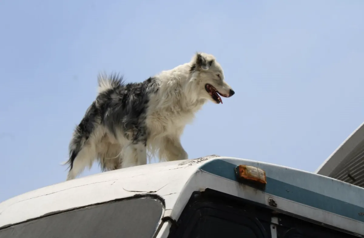 Tu mascota también cuenta: prepárate para el simulacro con estas claves