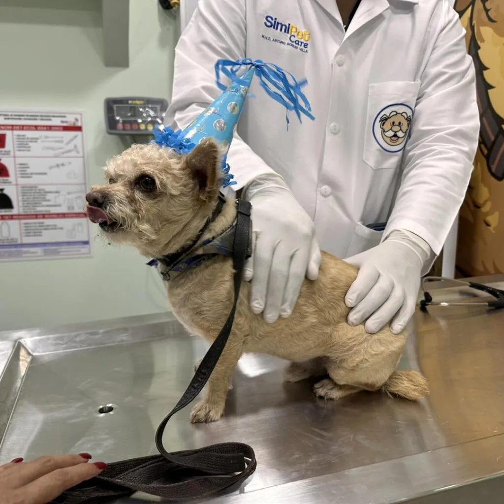 SimiPet llega a Pachuca: con consultas desde 75 pesos