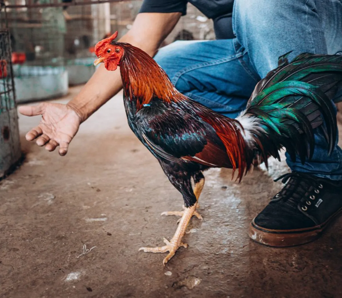 Veta Fayad pelea de gallos como patrimonio cultural