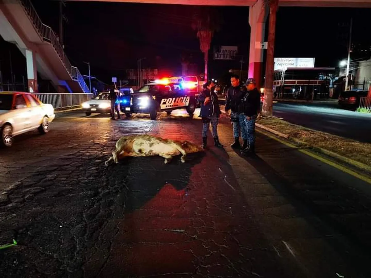 Motociclista choca contra vaca en Pachuca
