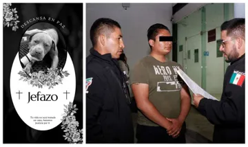 Detienen a agresor de ‘Jefazo’, el perrito asesinado en Mineral de la Reforma