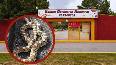 Encuentran enorme serpiente cincuate en Pachuca dentro de unidad deportiva