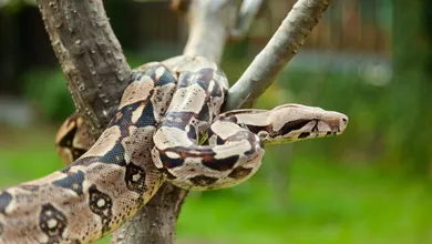 Boa