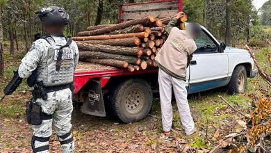 Profepa y Guardia Nacional aseguran más de 2 mil m³ de pino en Hidalgo tras operativo contra tala ilegal.