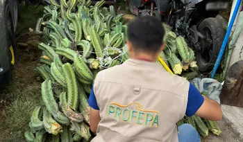 Cactáceas aseguradas por Profepa en Hidalgo