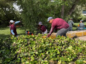 Tepeji analiza nuevas medidas para contener el lirio acuático en el río y evitar riesgos sanitarios