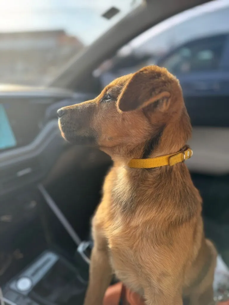 Rescatan a otro perrito victima de violencia en Ixmiquilpan