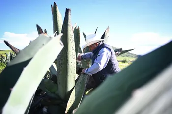 Hidalgo busca denominación de origen del maguey para elevar su valor y abrir nuevos mercados