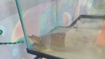 Ejemplares de fauna silvestre asegurados en un tianguis de Pachuca.