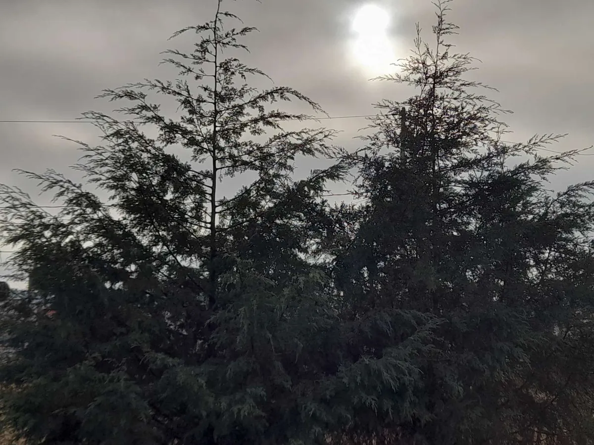 Conafor emite reglas de operación 2022 para apoyos forestales