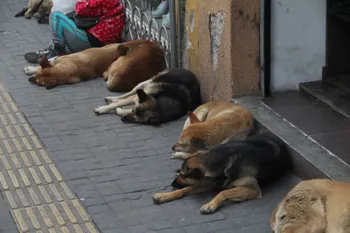 Maltrato animal en Mineral de la Reforma: deja 608 denuncias y 120 multas
